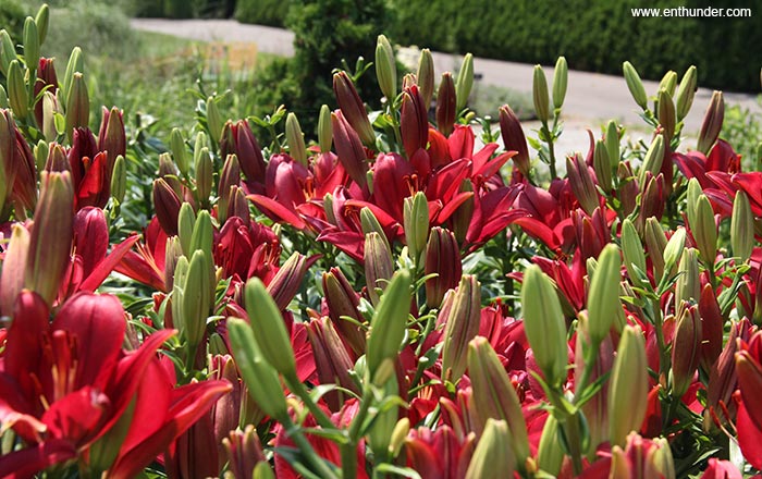 Royal Botanical Gardens цветы Royal Botanical Gardens цветы